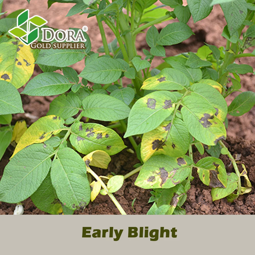 Dora Trichoderma as Mosaic disease, Early blight, Late blight Defender
