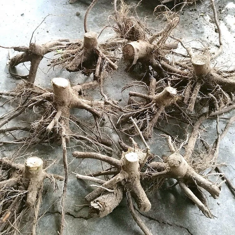  Китай холодностойкое быстрорастущее молодое дерево paulownia 9501 для древесины