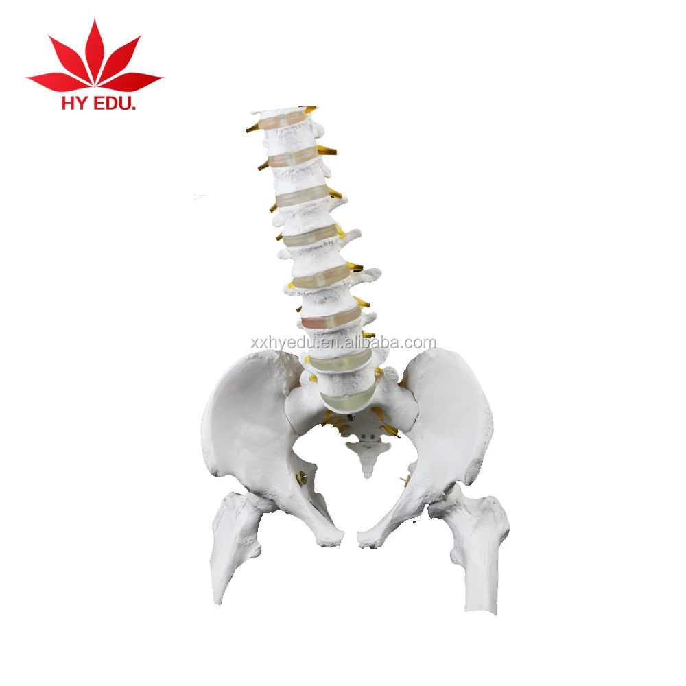 medical anatomical human life size vertebral column spine model for Education Supplies