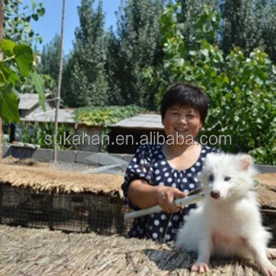 Особые бактерии Bacillus для здоровья и роста лисы