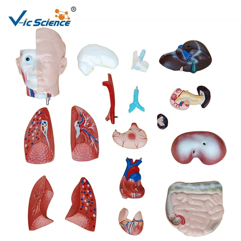 medical science 18  Parts Medical Anatomy 42cm sexless Human Torso Model medical anatomical model