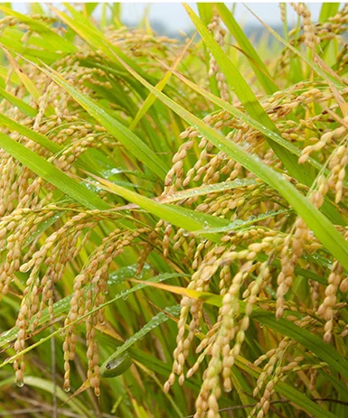 
GMO Free and Organic Bulk Rice Protein for Health Food 