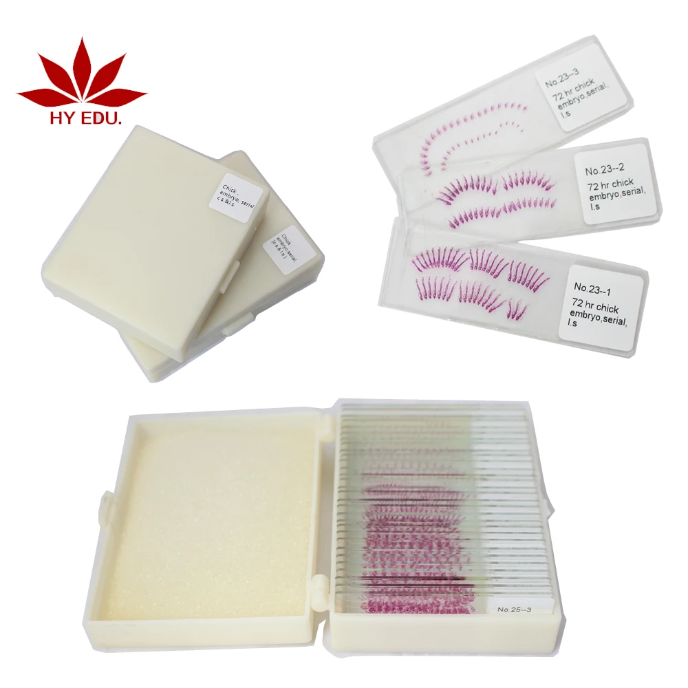 Fixed set hot-products 25kinds chick embryo microscope slides for biology embryology survey