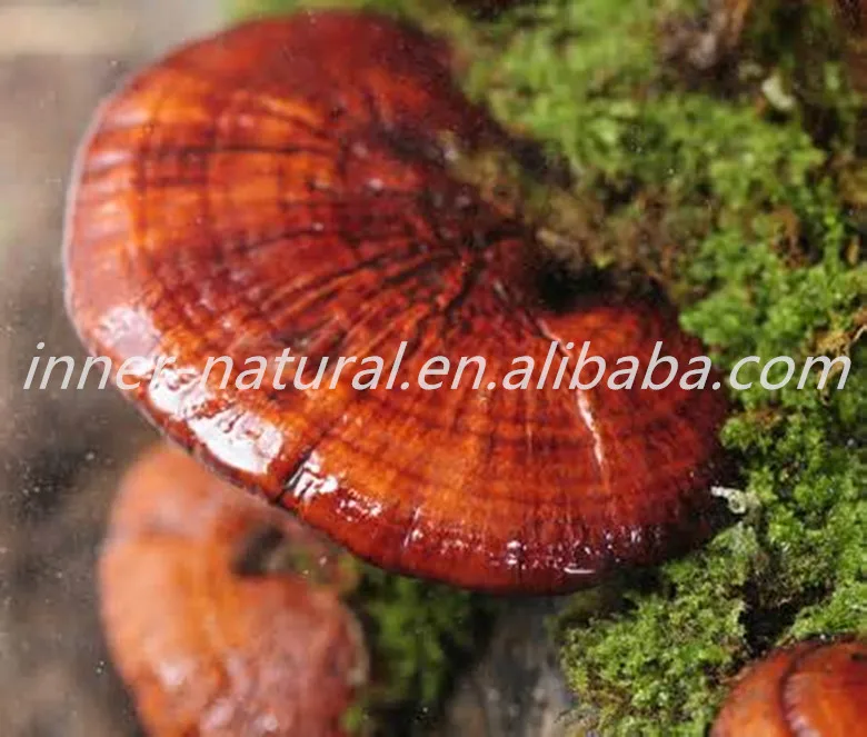 
Reishi(lingzhi Ganoderma lucidum) mushroom , Reishi Polysaccharides10% 