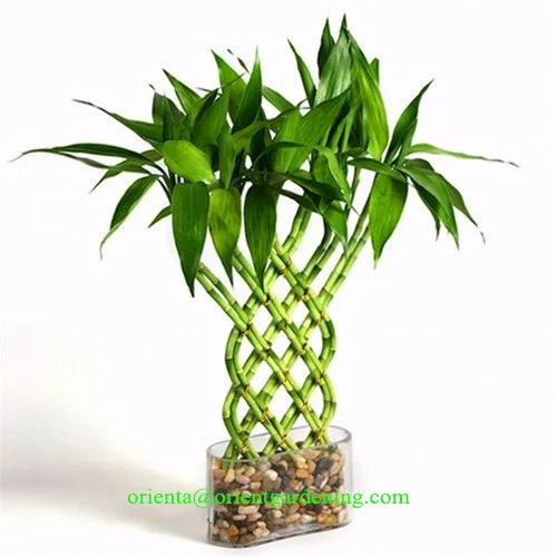
Braided shape lucky bamboo, dracaena sanderiana, indoor plants bonsai nursery 
