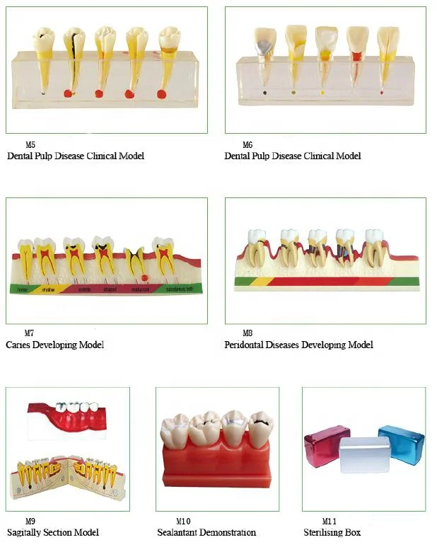 Dental teeth Anesthesia Extraction Model with buzzer