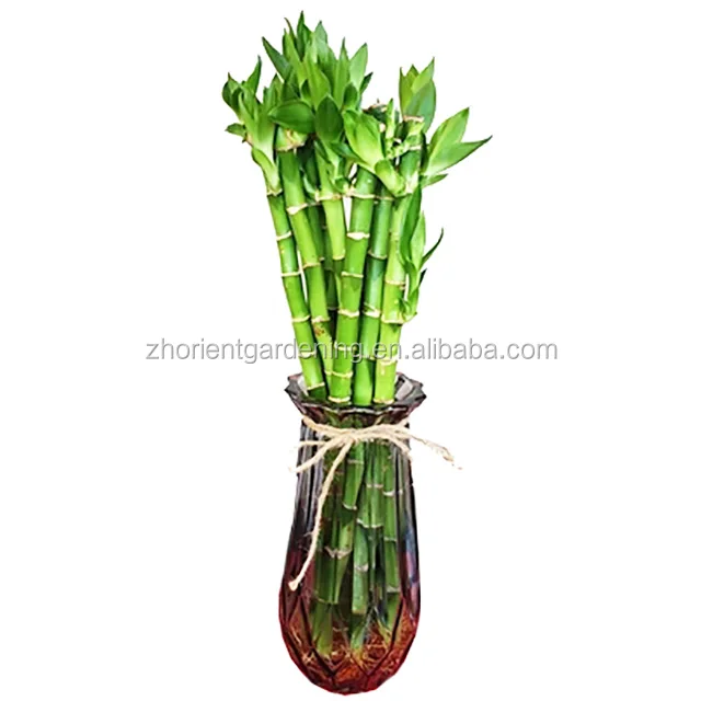 2021 Hot Sale  Good Luck Plants 10-90cm Straight Lucky Bamboo Dracaena sanderiana