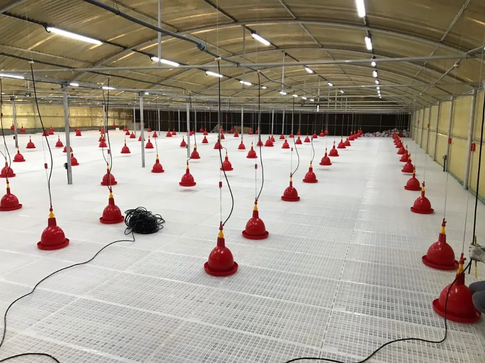 Turn-key Automatic broiler poultry farming equipment/ equipment for chicken shed