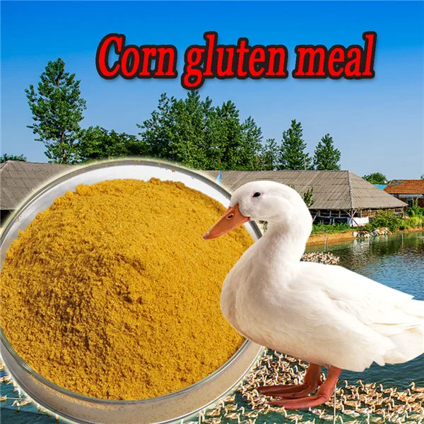 Лучшие качества белка кукурузной клейковины муки для кормления животных по низким ценам