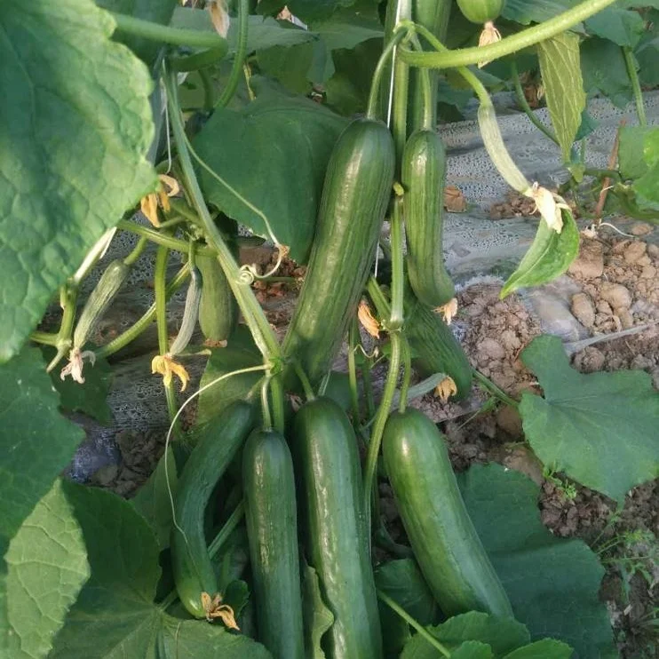Oversummering High Temperature Resistant Hybrid Fruit Cucumber Seeds For Cultivation-Hot King No.2