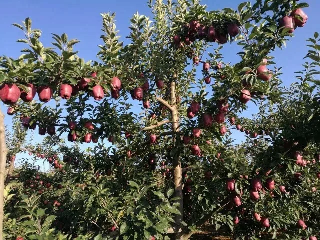 Свежие Яблоки Tianshui hu@ Fuji, поставщик Яблоков в Ганьсу