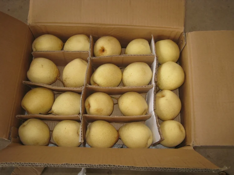 
china crispy golden pear 