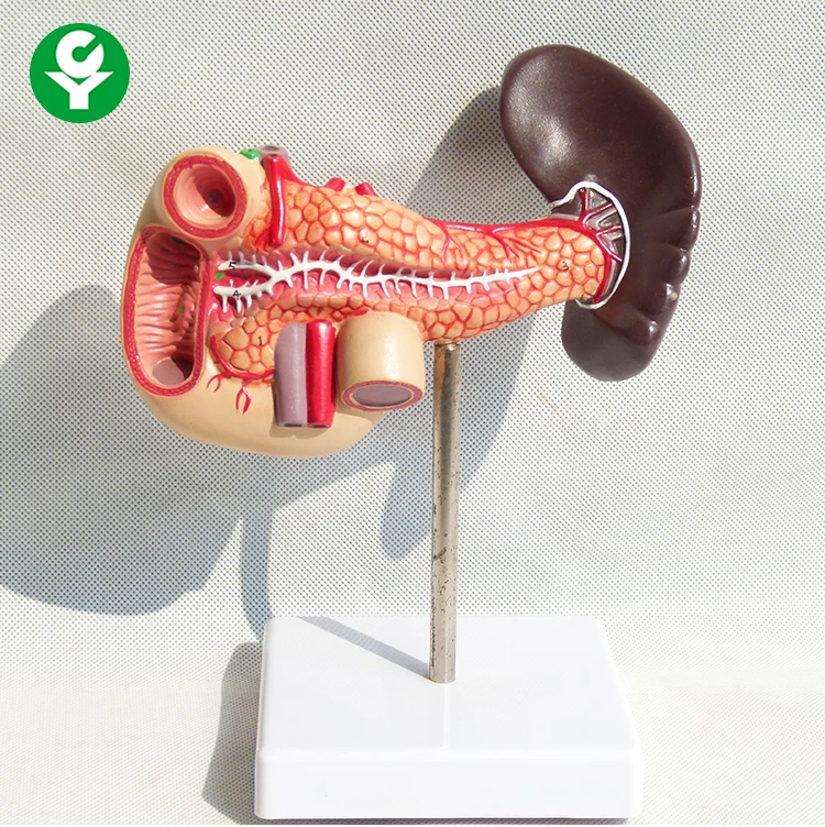 Hot selling Plastic Human pancreas spleen and duodenum anatomy model