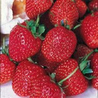 
Fresh Strawberry 