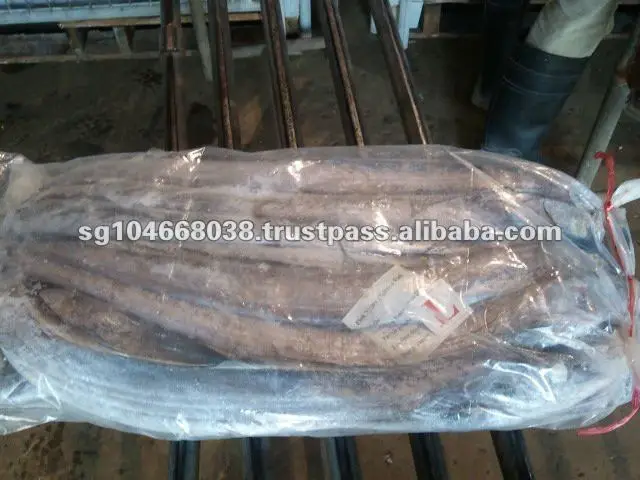 BQF Freezing Seafrozen Fish Frozen Ribbonfish with Thailand 18-20kg/block/ctn Ribbon Fish Whole Round in 24 Months Shelf Life