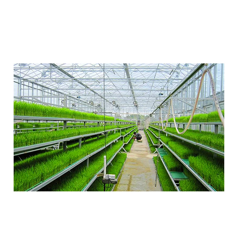 China produce safe and reliable paddy greenhouse films