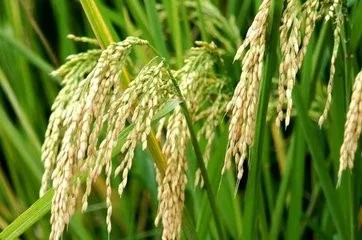 Planofix natrium alpha auxin hormones plant growth regulator price 1 - Naphthalene acetic acid CAS 86-87-3 NAA