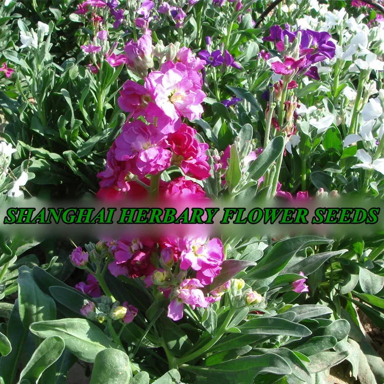 2021 профессиональные садовые цветочные семена маттиолы инканы