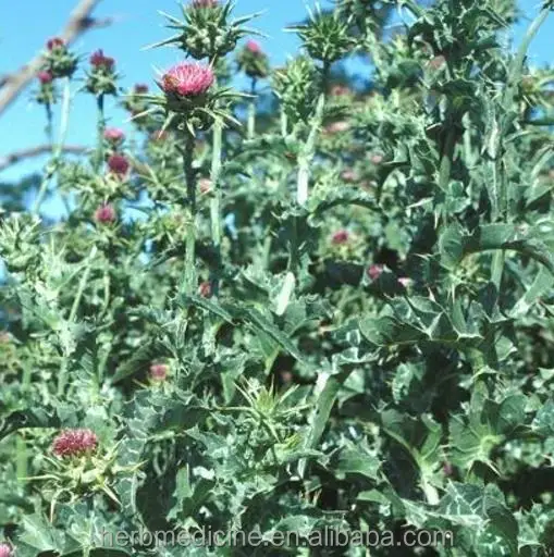 Shui fei ji высокое качество Китай сушеные полностью Горячая Распродажа Семена расторопши