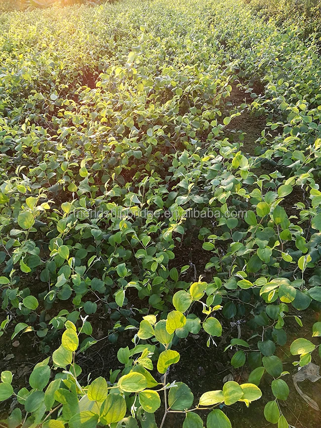 
Taiwan super sweet big green Jujube Seedlings 