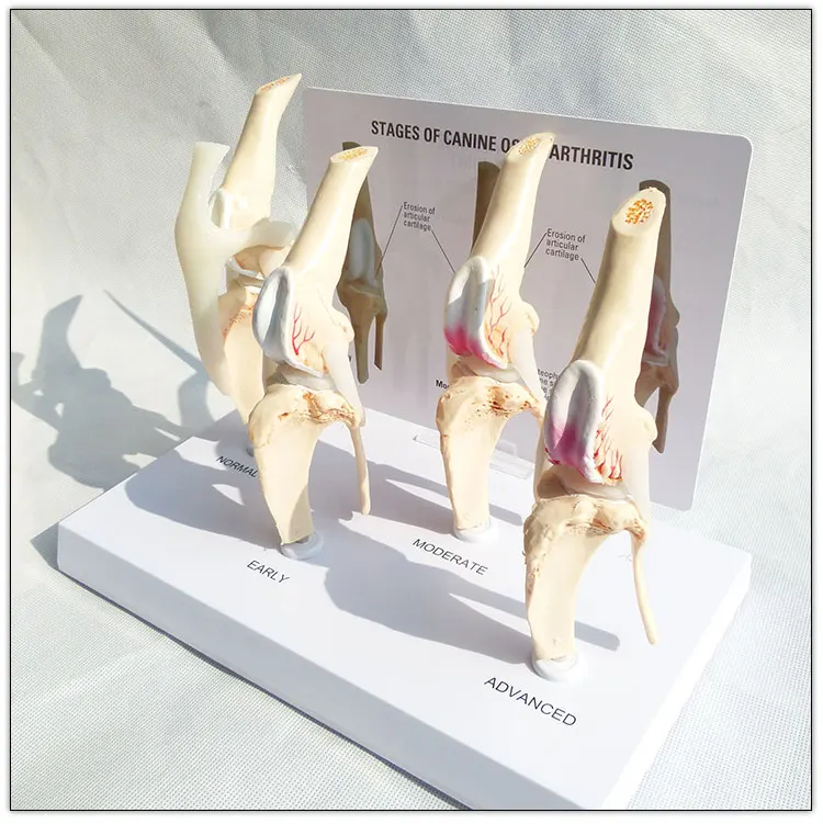 Dog knee joint model Stages of canine osteoporosis model