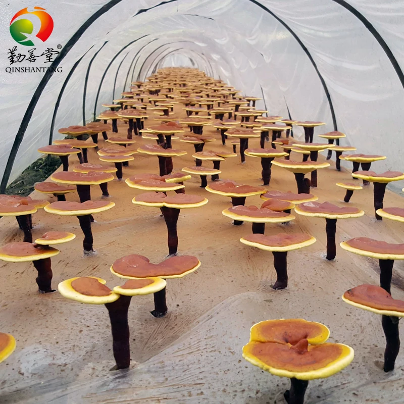 Organic Reishi Shell-broken Capsule Supplement Ganoderma Lucidum Extract Spore Powder Capsules Ganoderma Mushroom Capsule