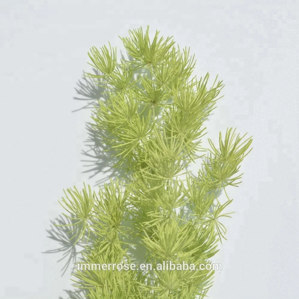 Preserved flower Asparagus Myrioeladus as DIY decorative flowers