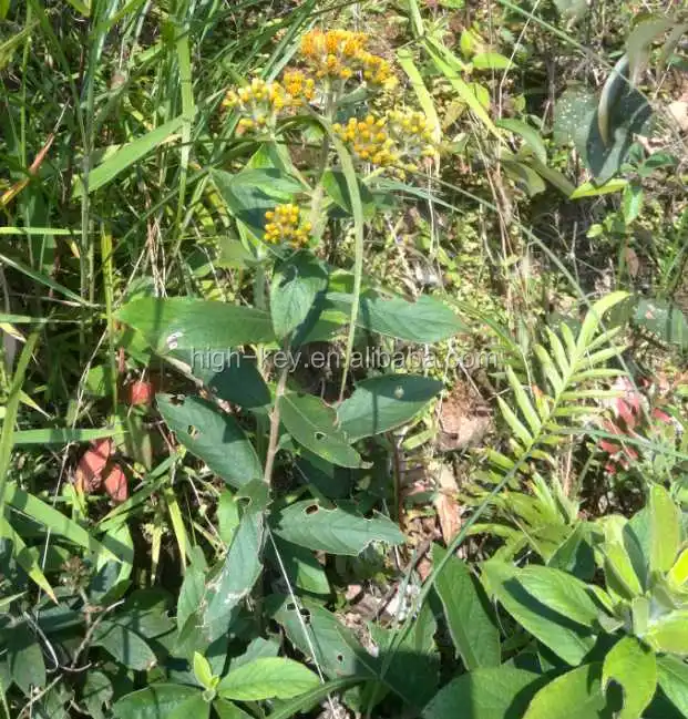 
5046 Yang er ju Hot Selling Natural Herbs Dried Leaves Inula Cappa 