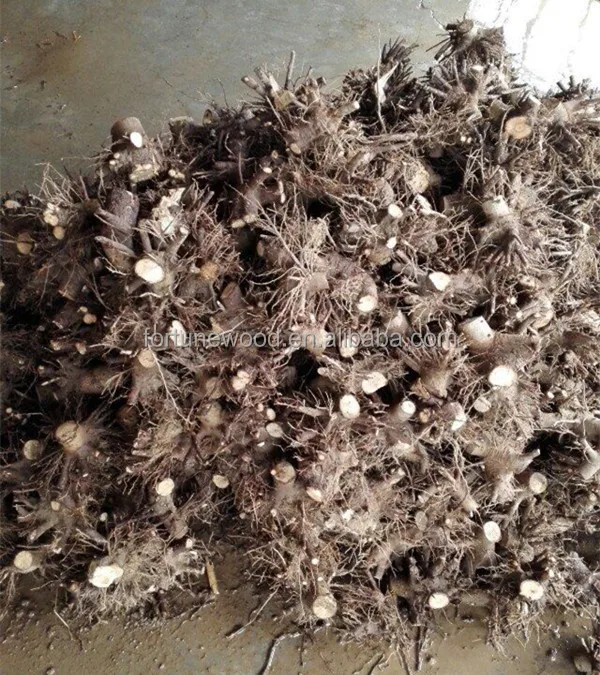 
Paulownia Tomentosa Seedlings Saplings and root cuttings 