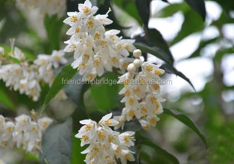 
The landscape tree Deutzia scabra seedling 