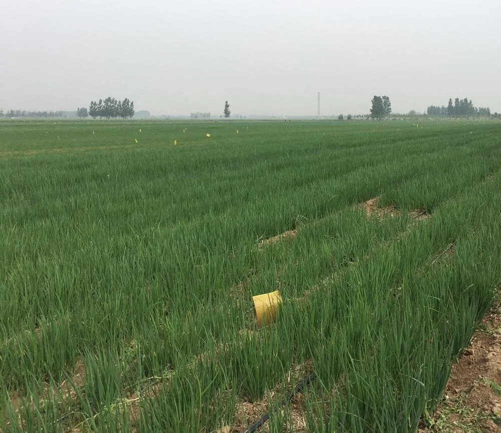 
Frozen Scallion Green Onion 