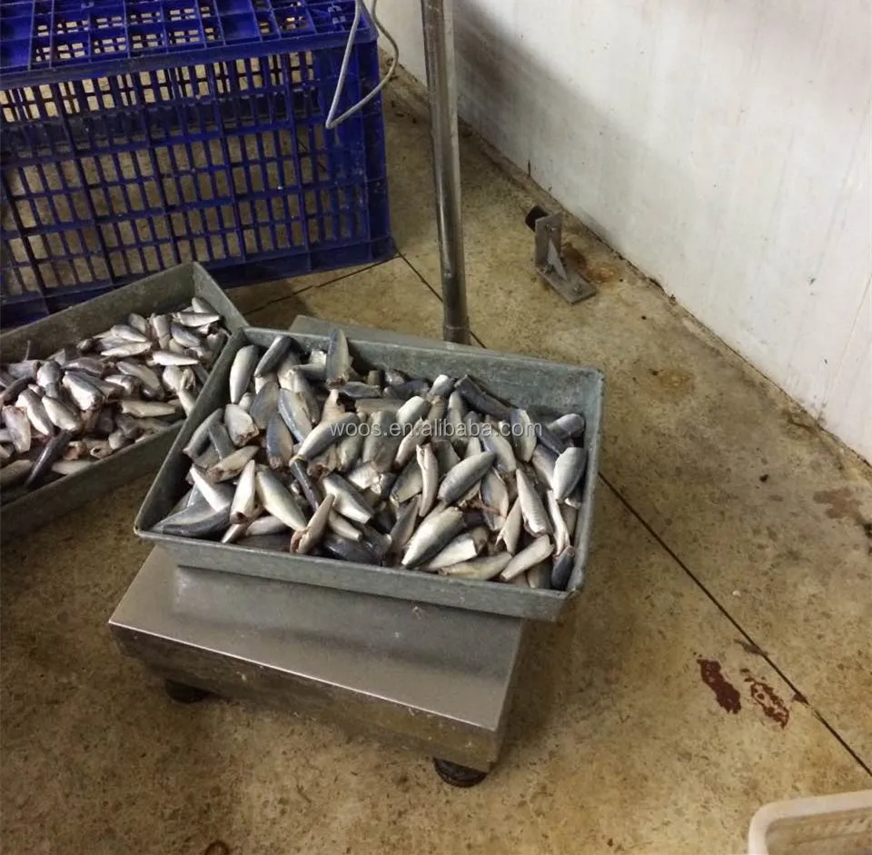 Fresh and Frozen Horse Mackerel Fish, Herring Fish ,Dry Stockfish