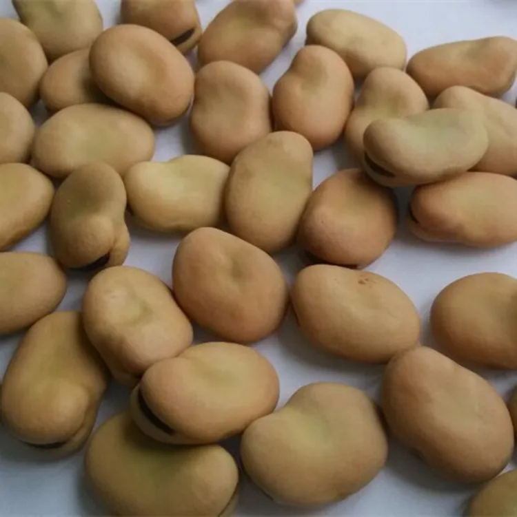 Высокое качество конские бобы сушеные для продажи с разумной ценой и быстрой доставкой