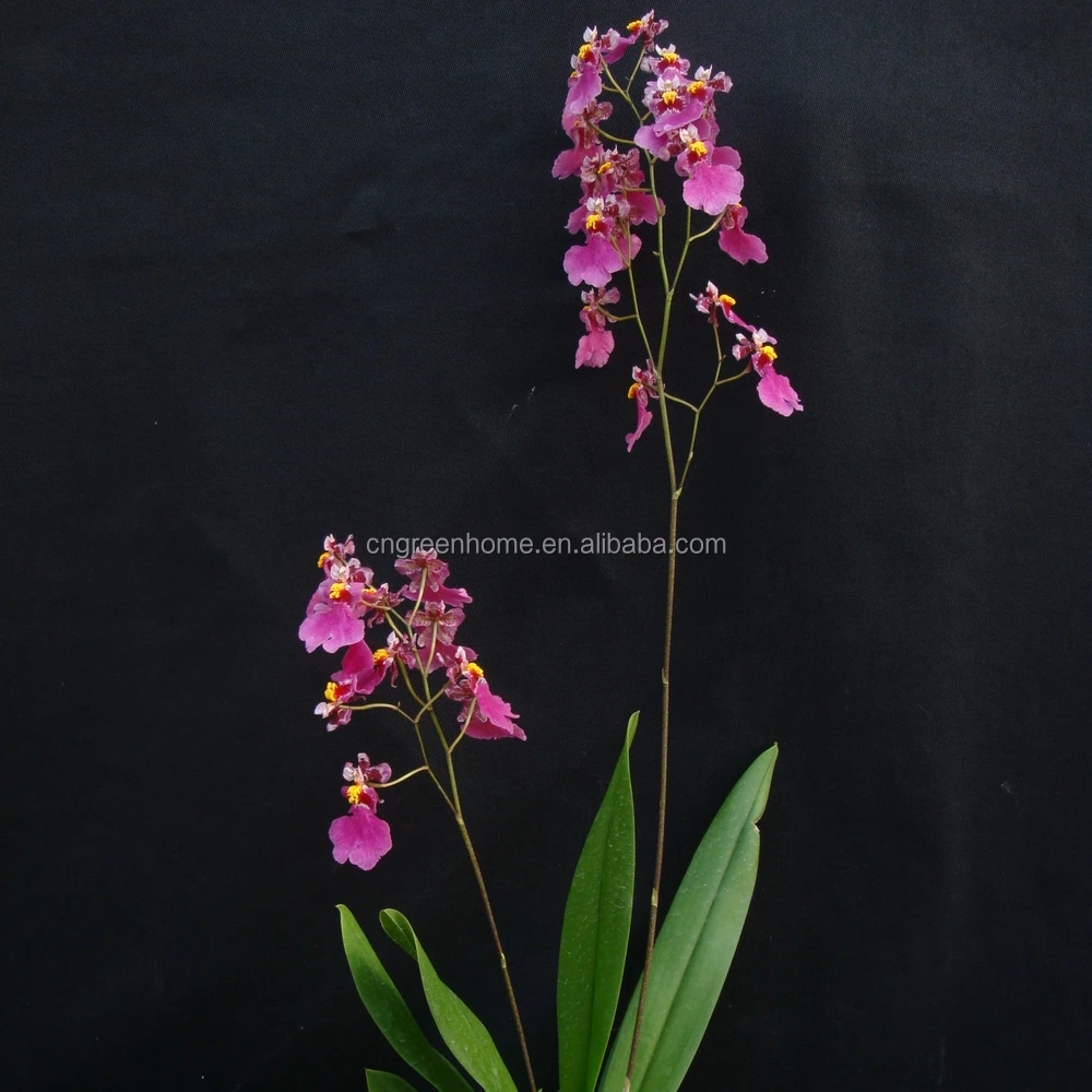 Живое онцидиевое растение орхидеи