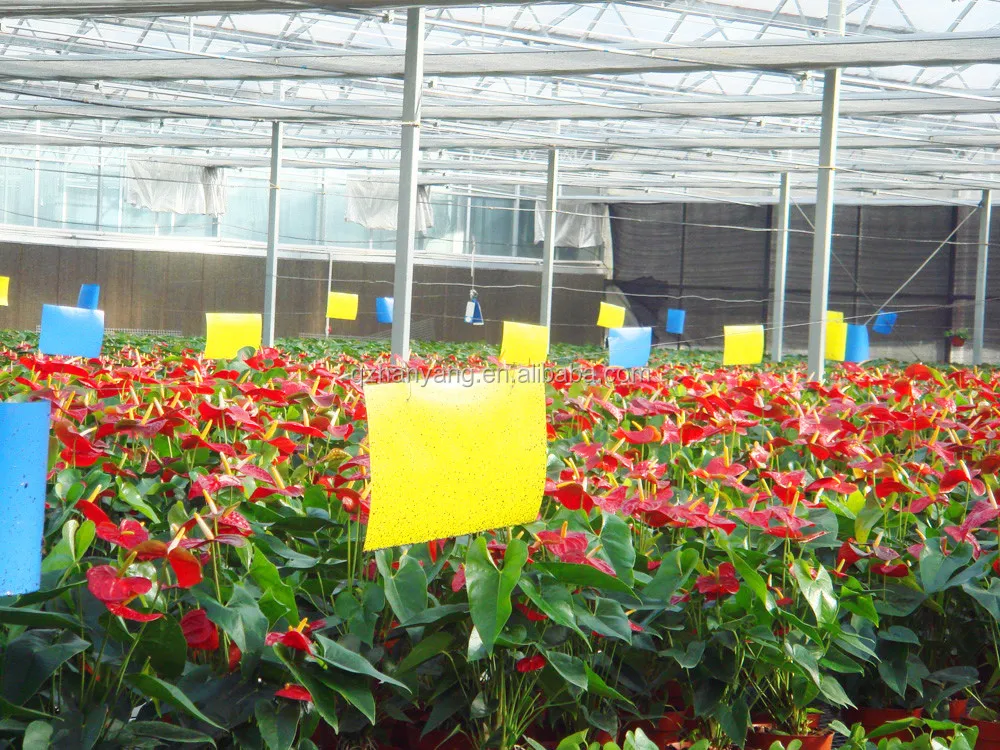 PC sheet steel structure frame house polycarbonate greenhouse with hydroponic system