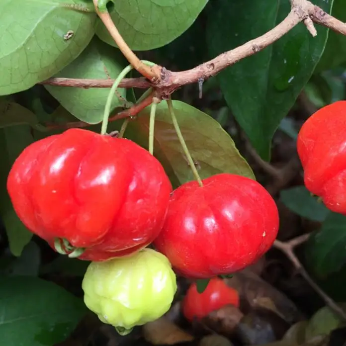 Новая поставка, Eugenia uniflora, Детские Растения для посадки