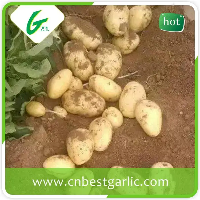 Горячие продажи свежего картофеля для оптовых