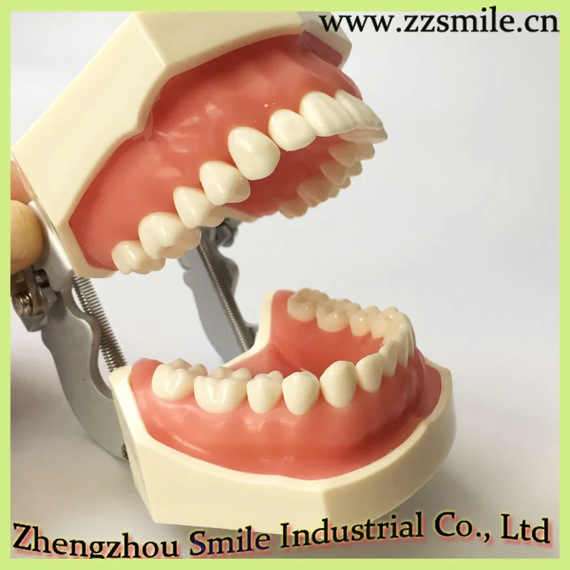 M8011 Standard Dental Tooth Model with 28 Screw in Teeth