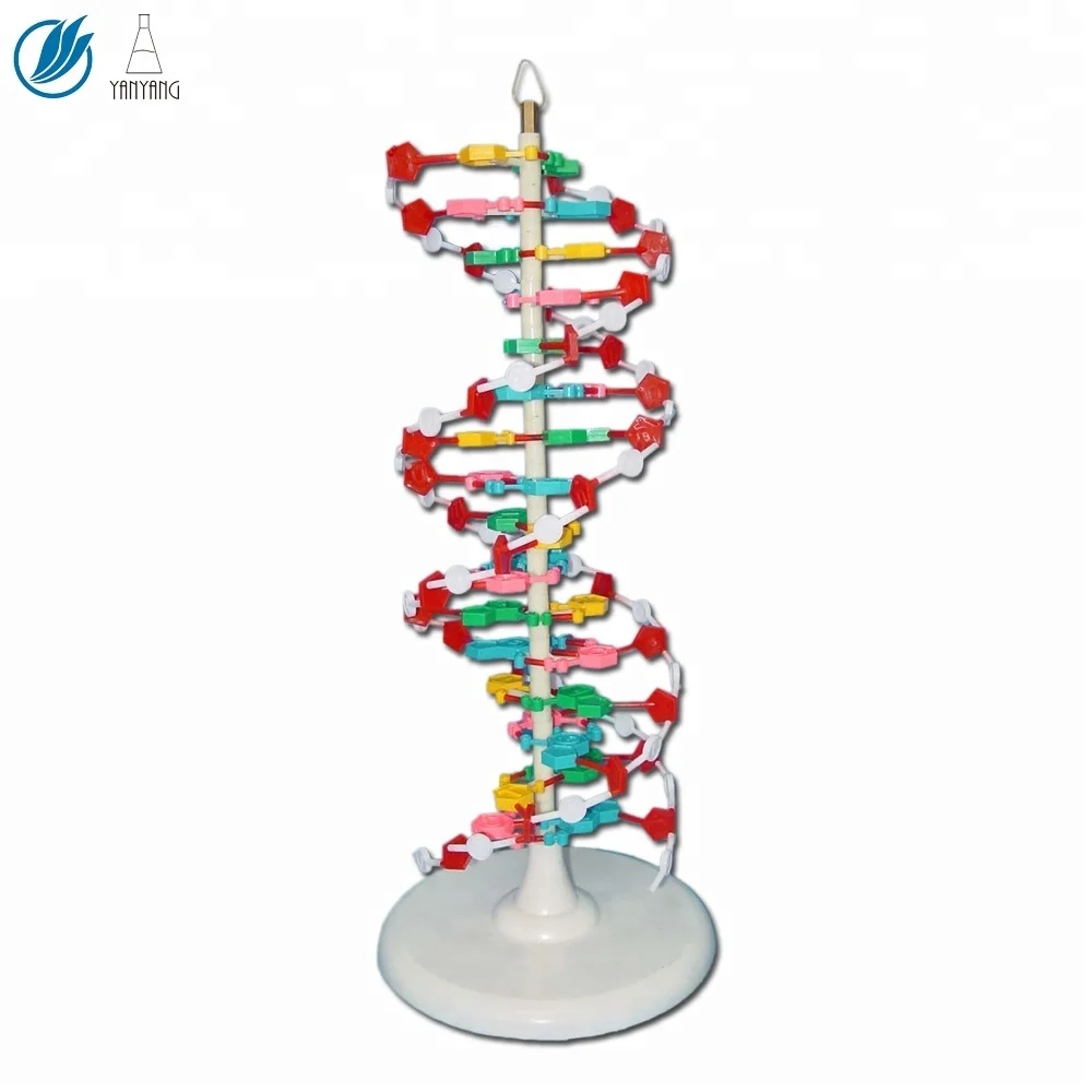 Science DNA Molecule Structure Model For Teaching