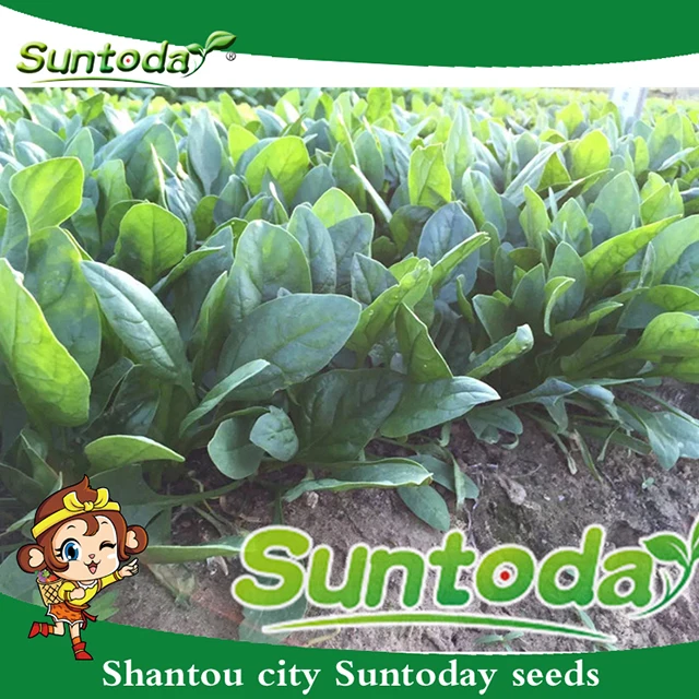 
Suntoday Green fast grow heat tolerant spinach seed planter 1kg/bag 