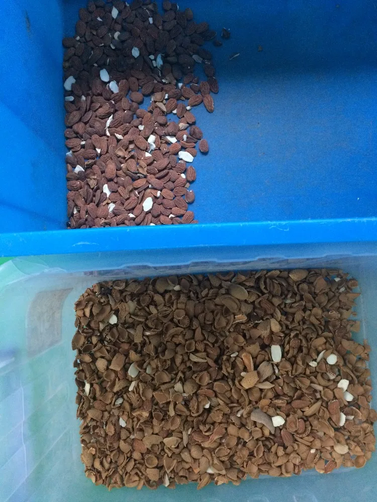 Automatic Ccd Color Sorter For Cashew Nut Apricot Kernels Walnut,Almond Processing Machines