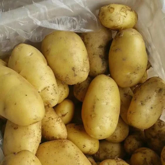 Original Fresh Potato for Export