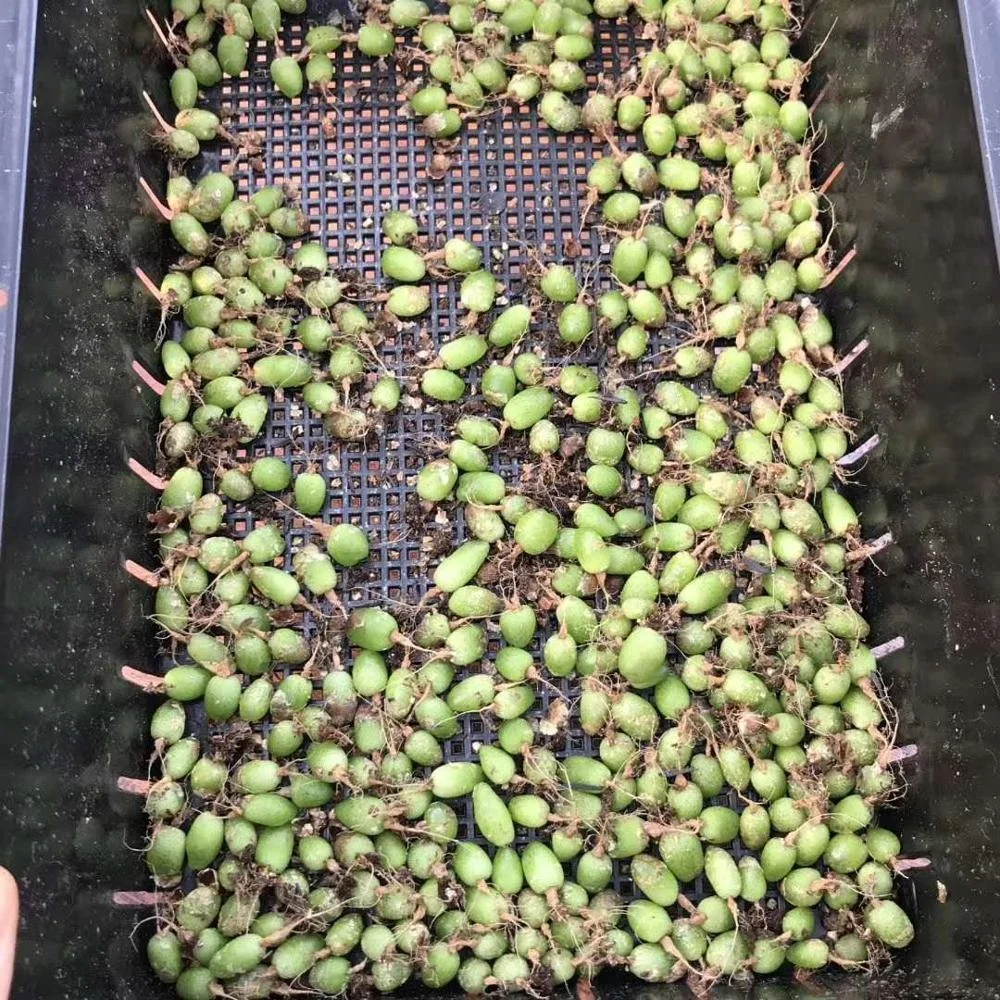 
Wholesale Succulent Plants Conophytum maughanii with LOW PRICE 