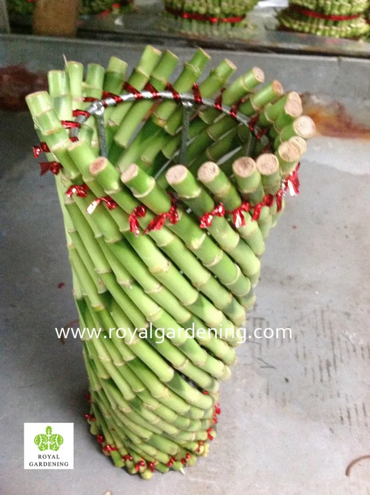 
Lucky bamboo ( Dracaena Sanderiana) cage shape 