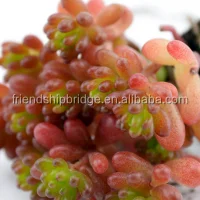 Sedun Rubrotinctum Redberry succulent bonsai
