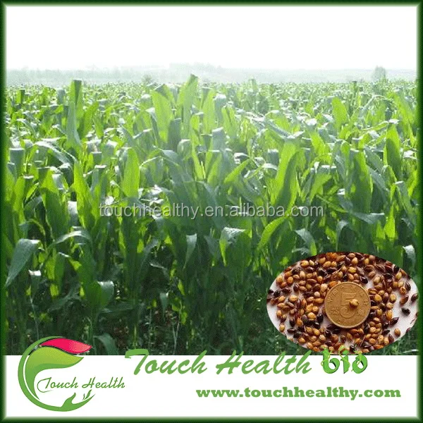 
2021 Sorghum sudanense seeds/sudan grass seeds/forage grass seeds 