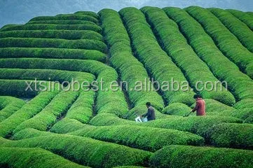 Powder Fertilizer Bacillus mucilaginosus Potassium bacteria bio fertilizer