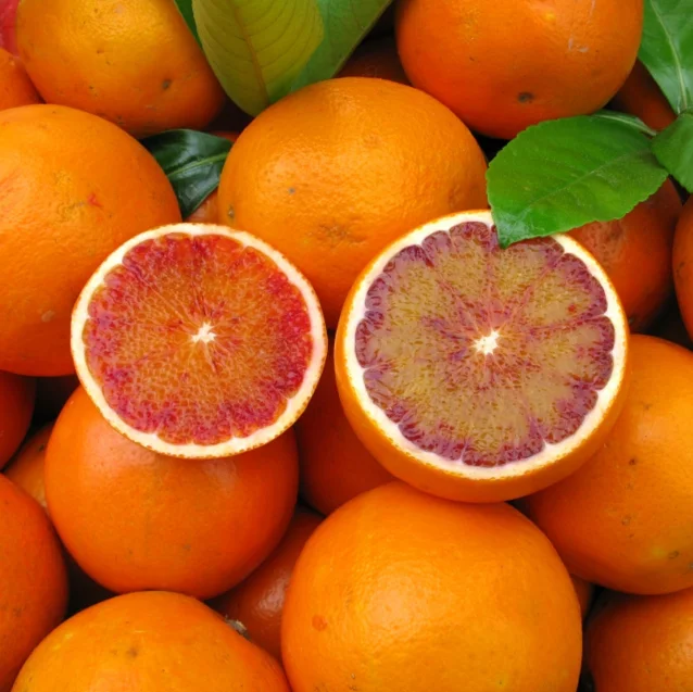 
red orange Blood orange tree Sweet Blood Navel Orange Trees 