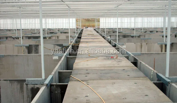 Recirculation Aquaculture Systems for shrimp increase productivity and profitability