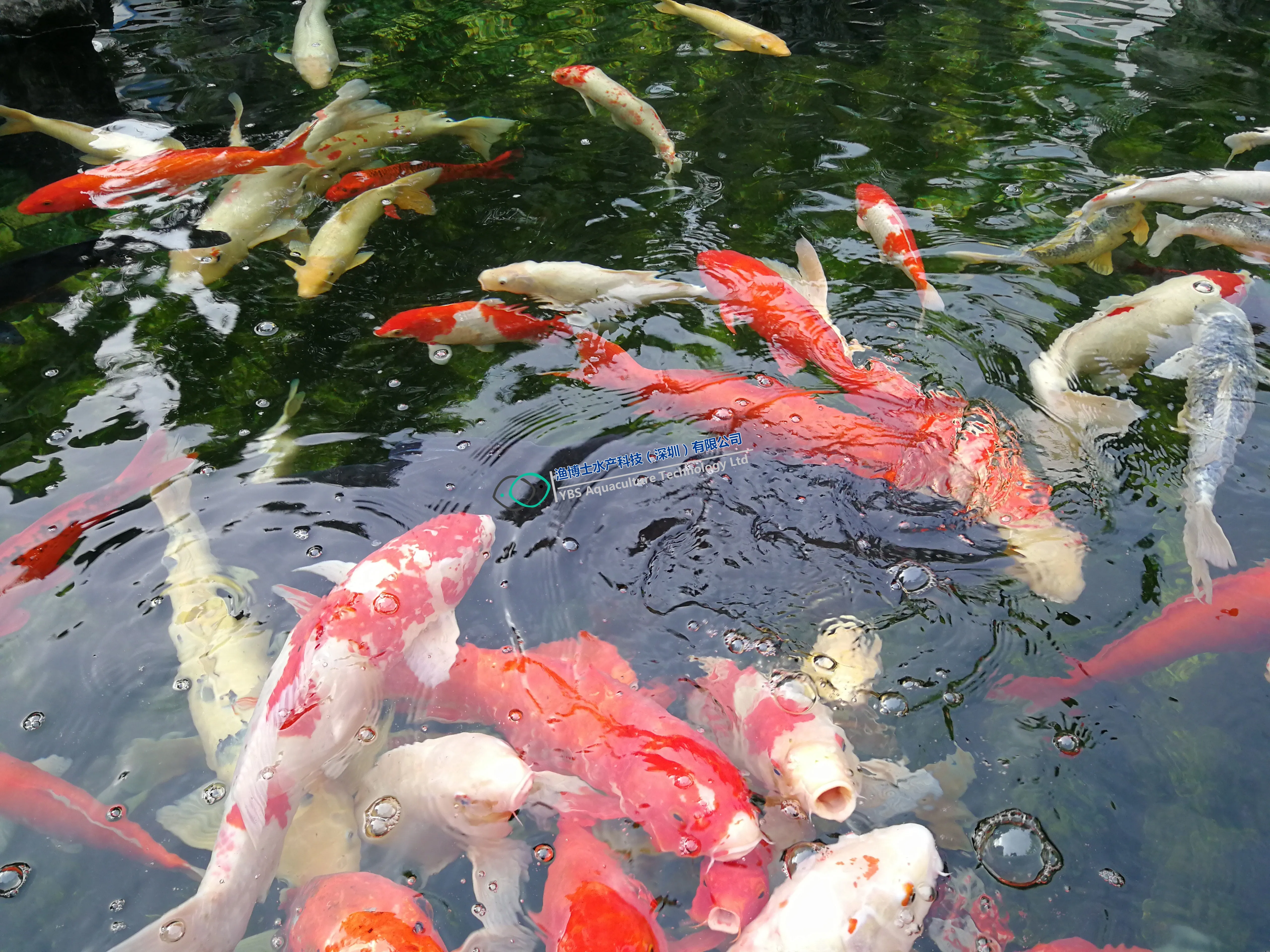 Factory direct marketing sale drum filter for koi pond filter